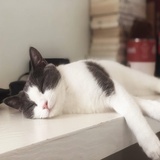小李
