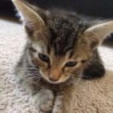 加勒比猛虎
