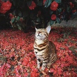 王琰