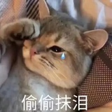 猫落泪
