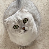 jojocat1010