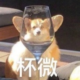 杨24k