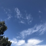 柳香橙