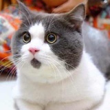 正义飞天猪🐷