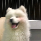 崩拉卡拉