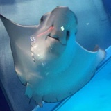 一条漏网之鱼呀