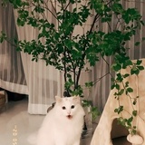 刘羡鱼