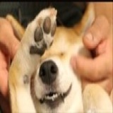 狂奔的提琴