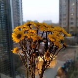 单丹丹开花红艳艳