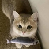 不爱吃草的鱼米