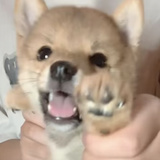 西橙橙
