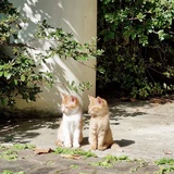 霍皮久不喝啤酒