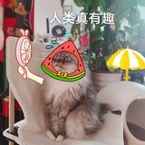喵酱乌冬面