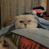 Dan。