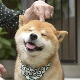 奥兰治橙子