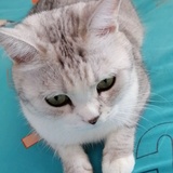 白鹤楼主