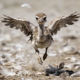 学飞十年的笨鸟