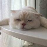 猫一。