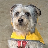 肉汤拌饭吃八碗