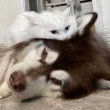 星期天不上发条