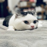半子干