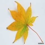Finn