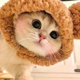 喵