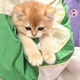 一颗大杏