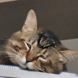 食梦猪