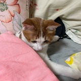 可乐与薯条