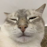 千光照