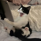 明蕴