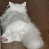 猫猫