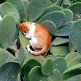 木寻猫