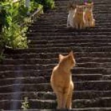 不求人