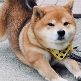 珍妮玛·黛靖