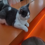 尾巴上的小红痣