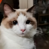 碧野牧羊