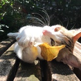 公园散步的喵呜