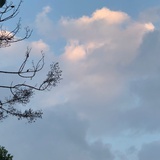 繁花乱草