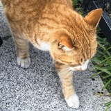 苏春禾