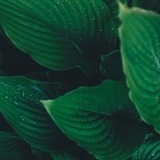 果子