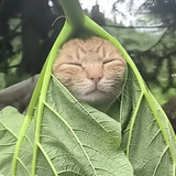 猫生