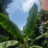 徐小虫