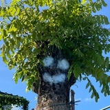 生