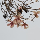 想要去看世界嘻嘻