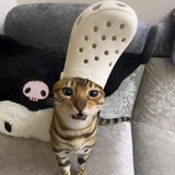 瞰雾