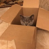 小彤