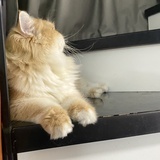蓝道
