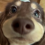 豚鼠小姐